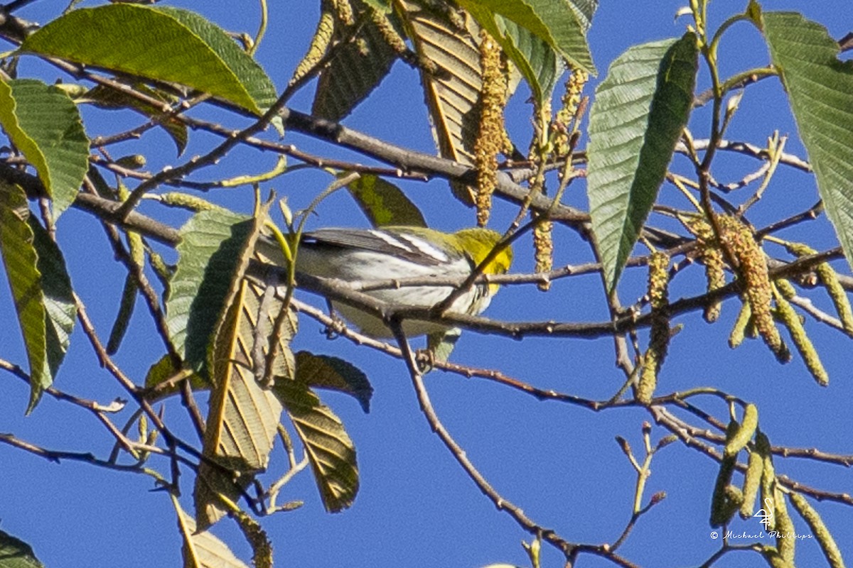 Black-throated Green Warbler - ML646973577