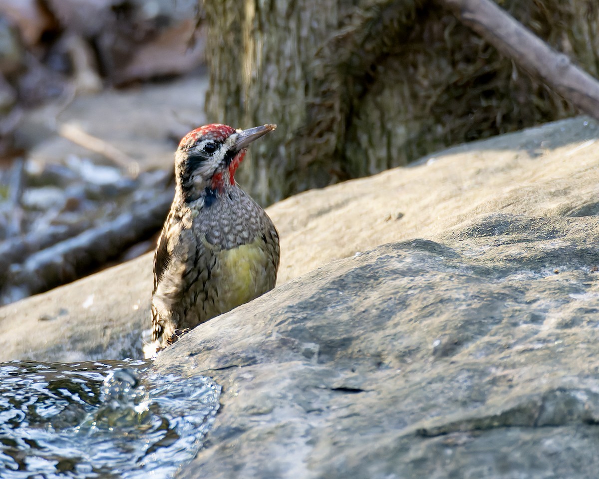 Yellow-bellied Sapsucker - ML646973578