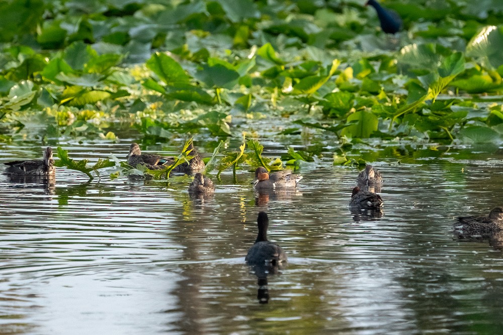 小水鴨 - ML646973579