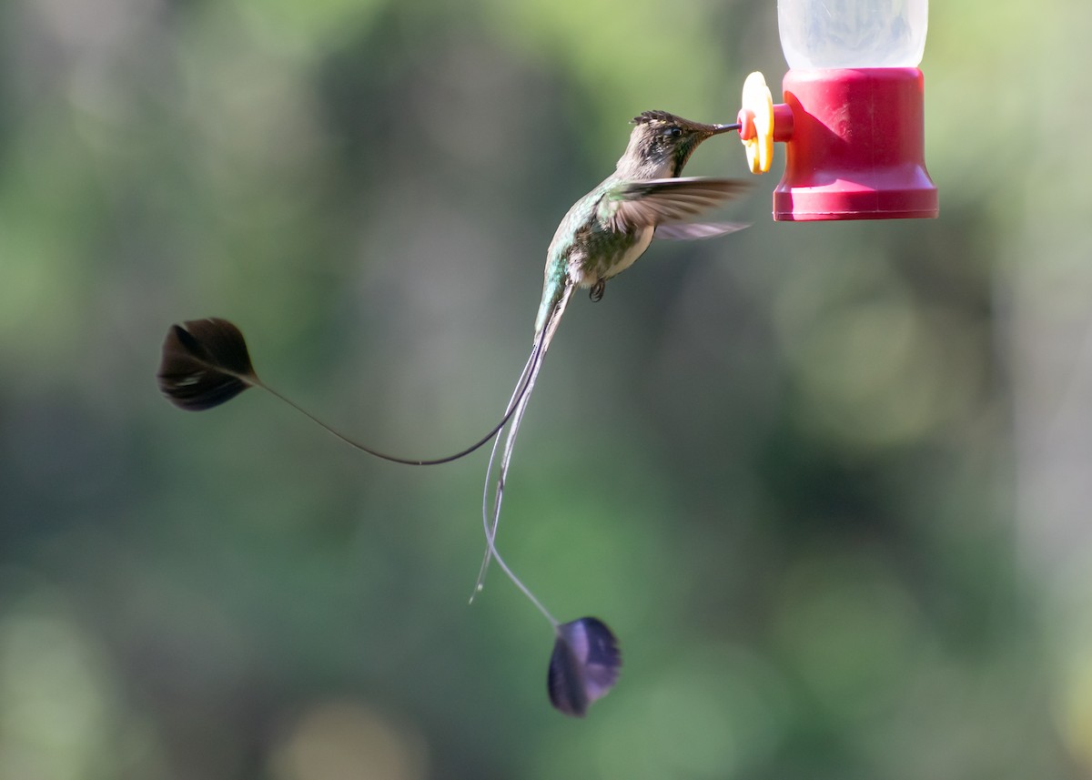 Marvelous Spatuletail - ML646973580