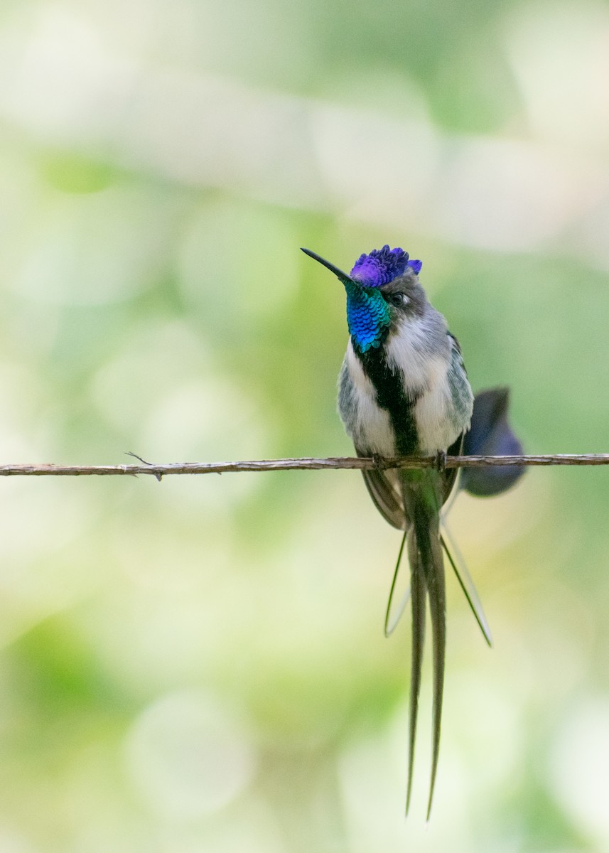 Marvelous Spatuletail - ML646973581
