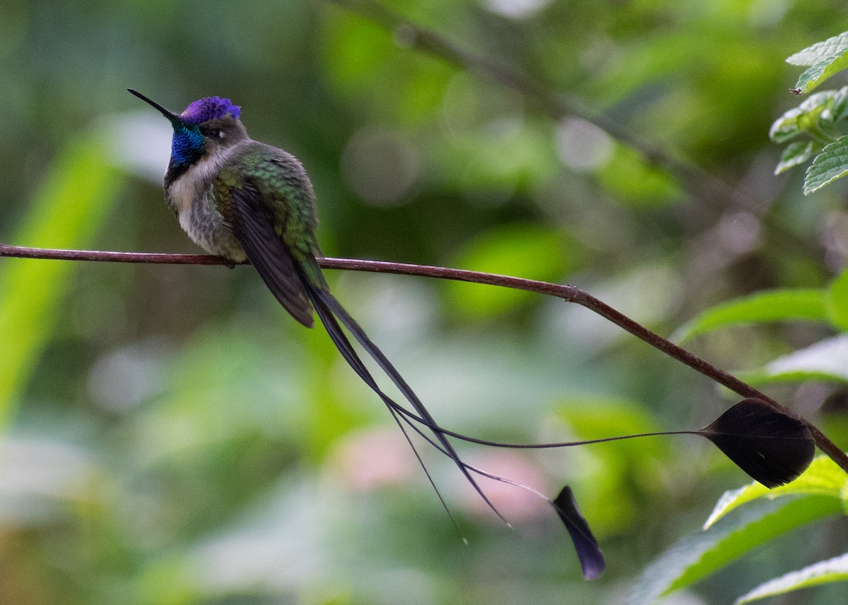 Marvelous Spatuletail - ML646973582