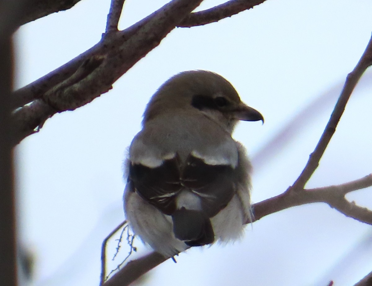 Northern Shrike - ML646973583