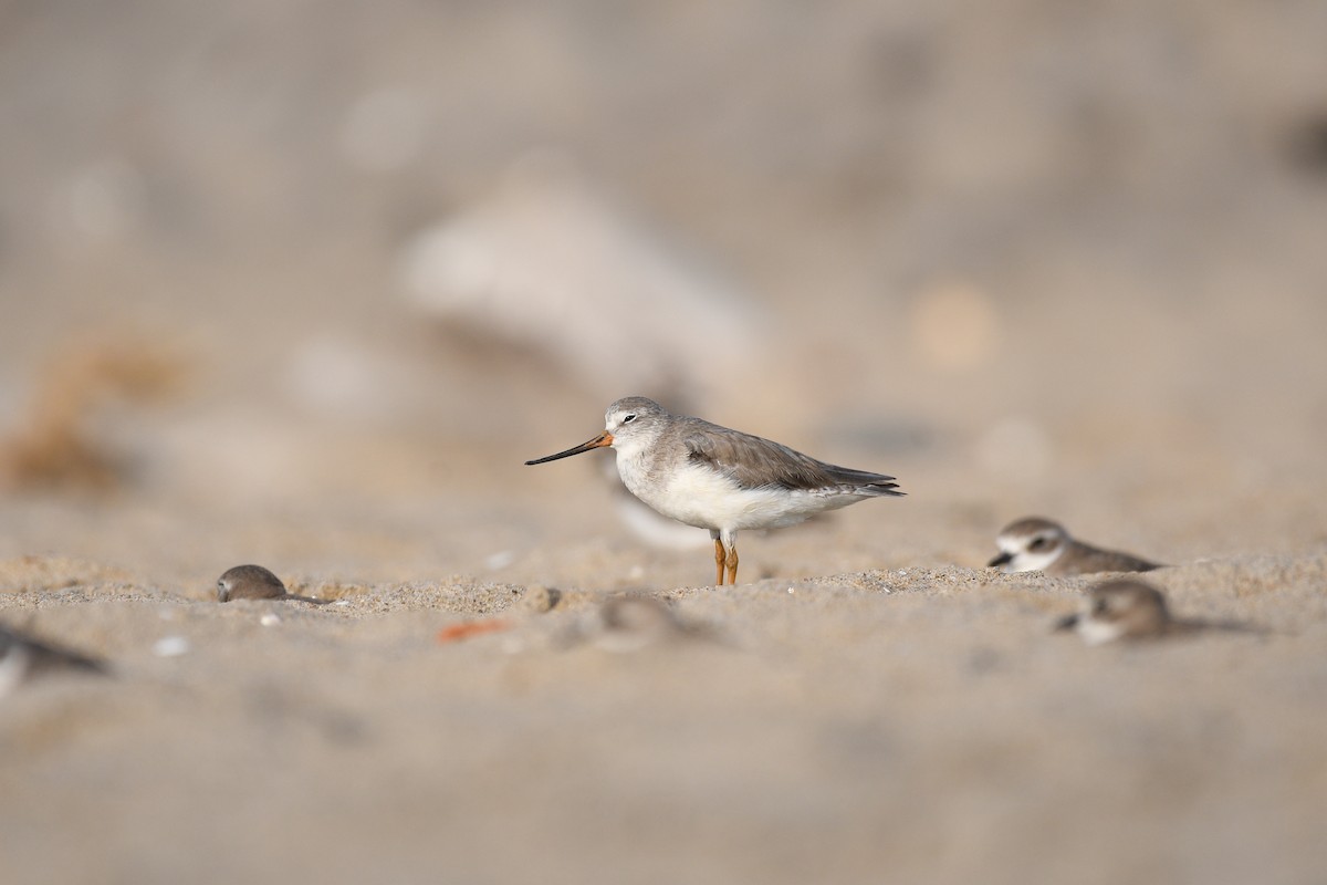 Terek Sandpiper - ML646973584