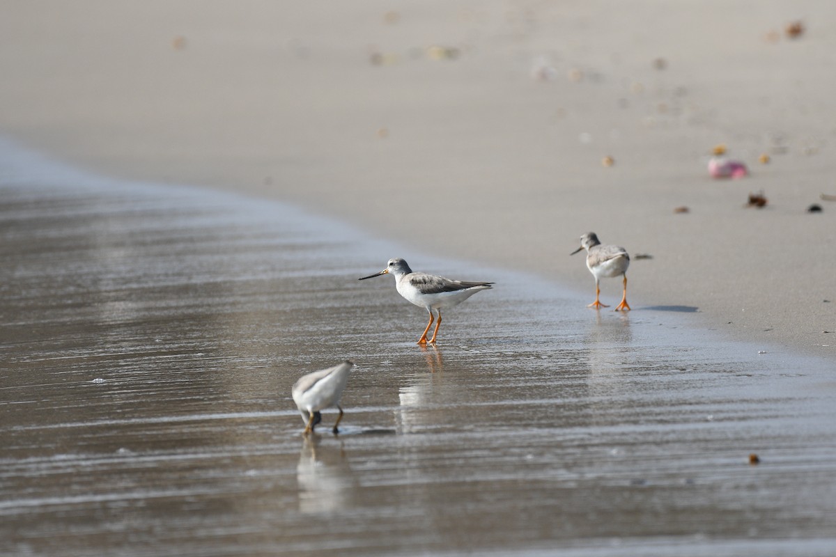 Terek Sandpiper - ML646973585