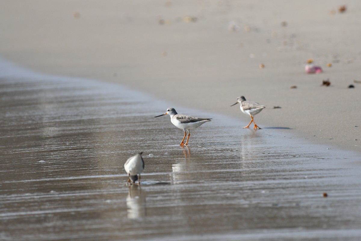 Terek Sandpiper - ML646973586