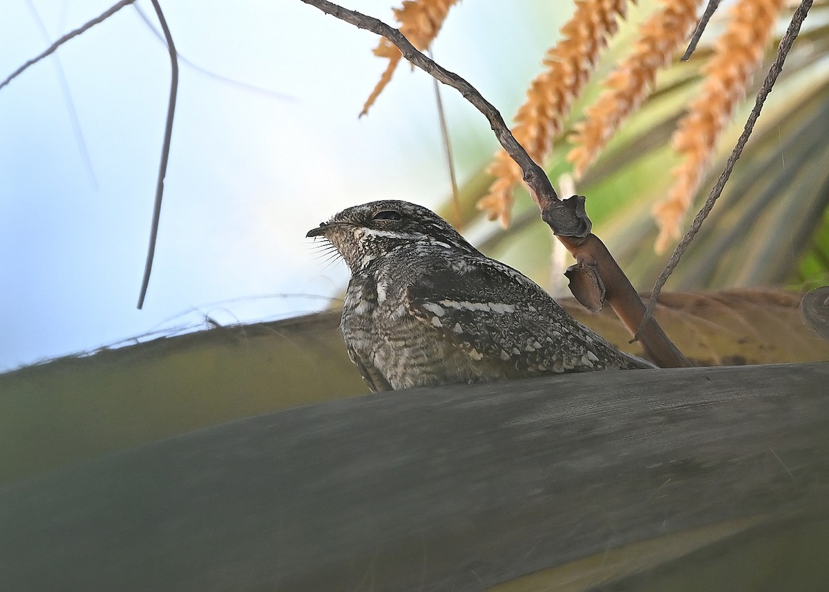 Eurasian Nightjar - ML646973587