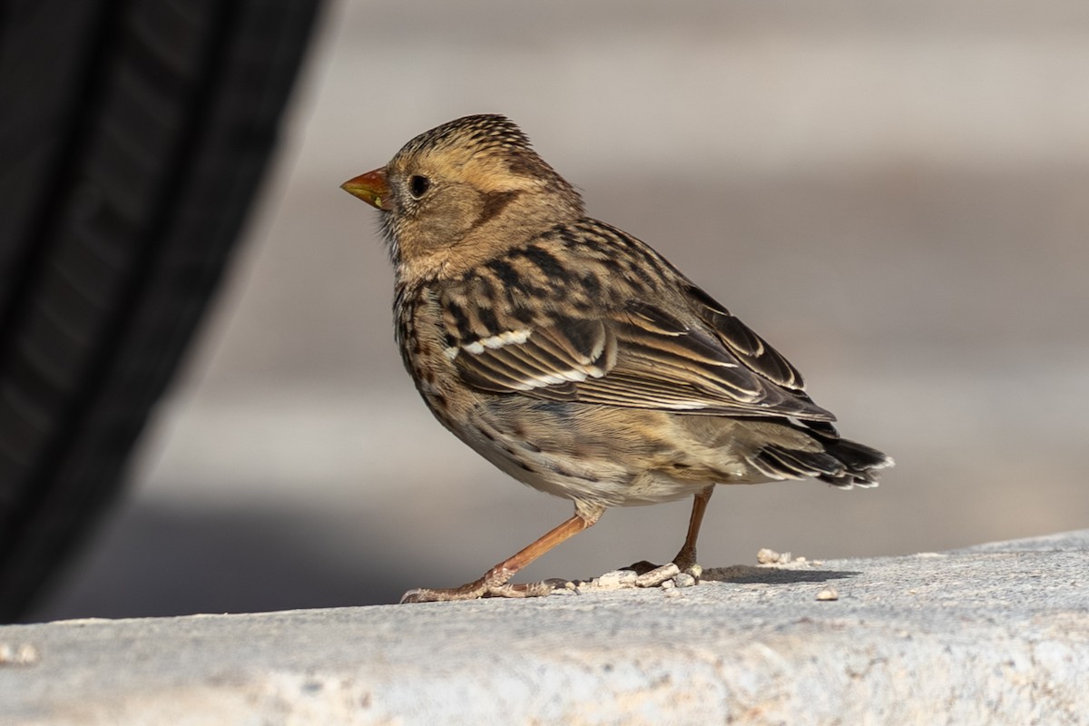 Лесная зонотрихия - ML646973596