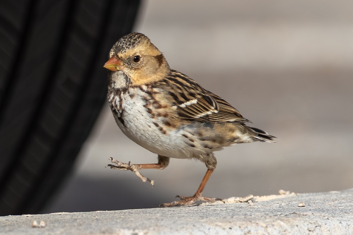 Лесная зонотрихия - ML646973597