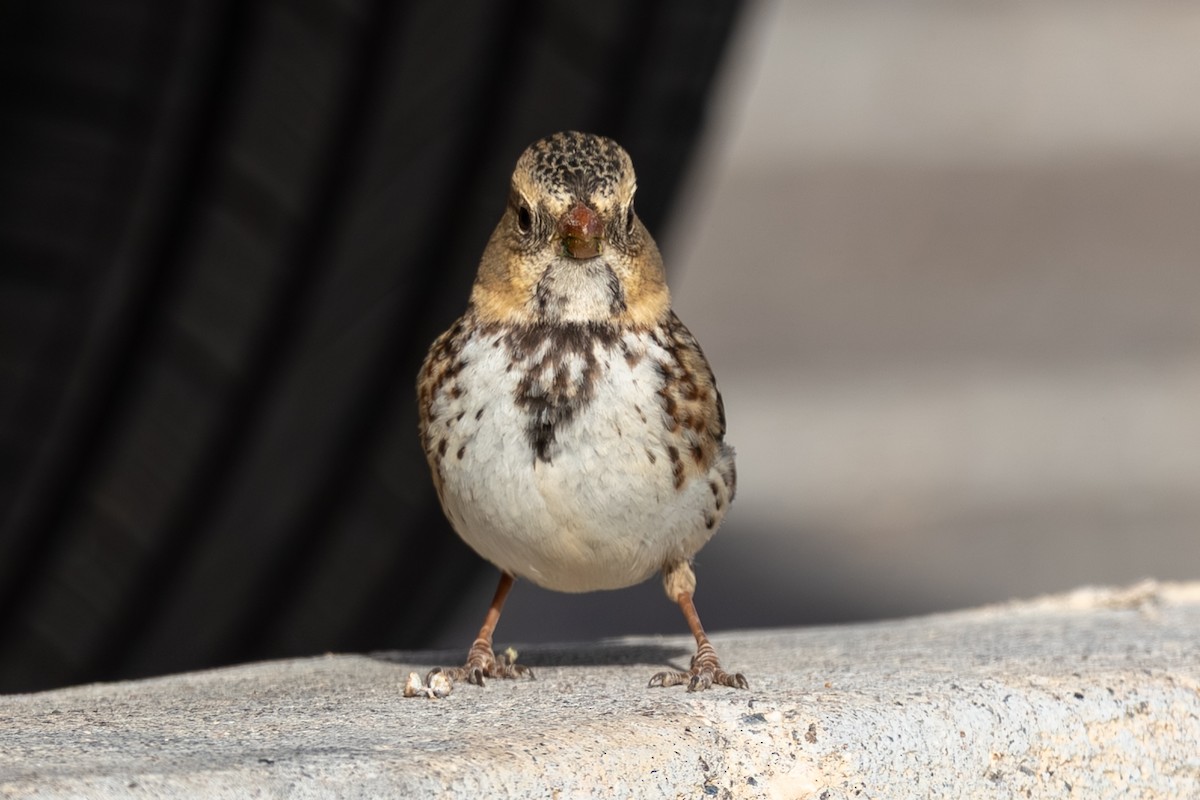 Лесная зонотрихия - ML646973598