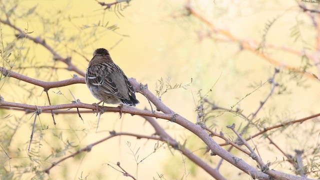 Лесная зонотрихия - ML646973600