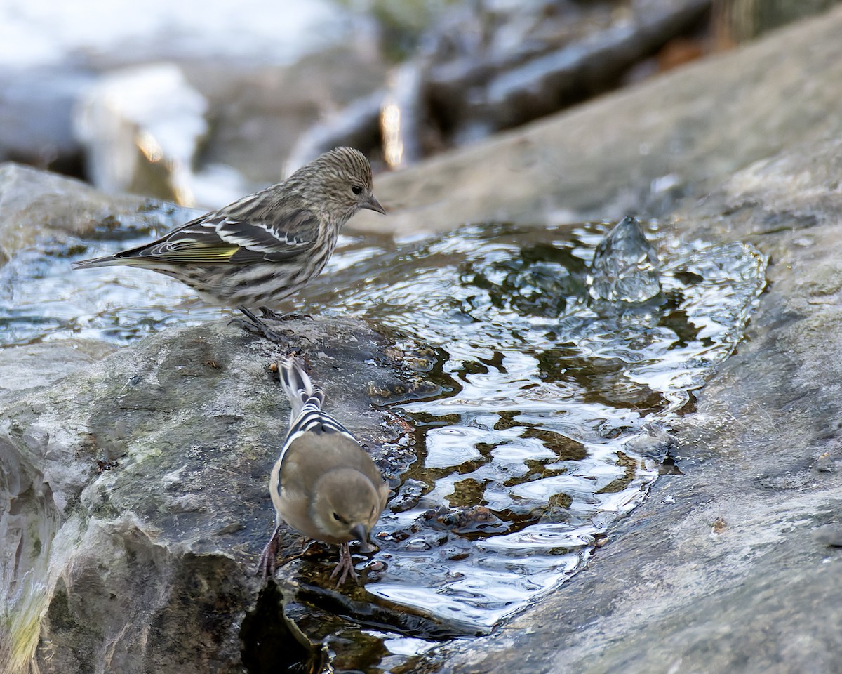 Pine Siskin - ML646973610