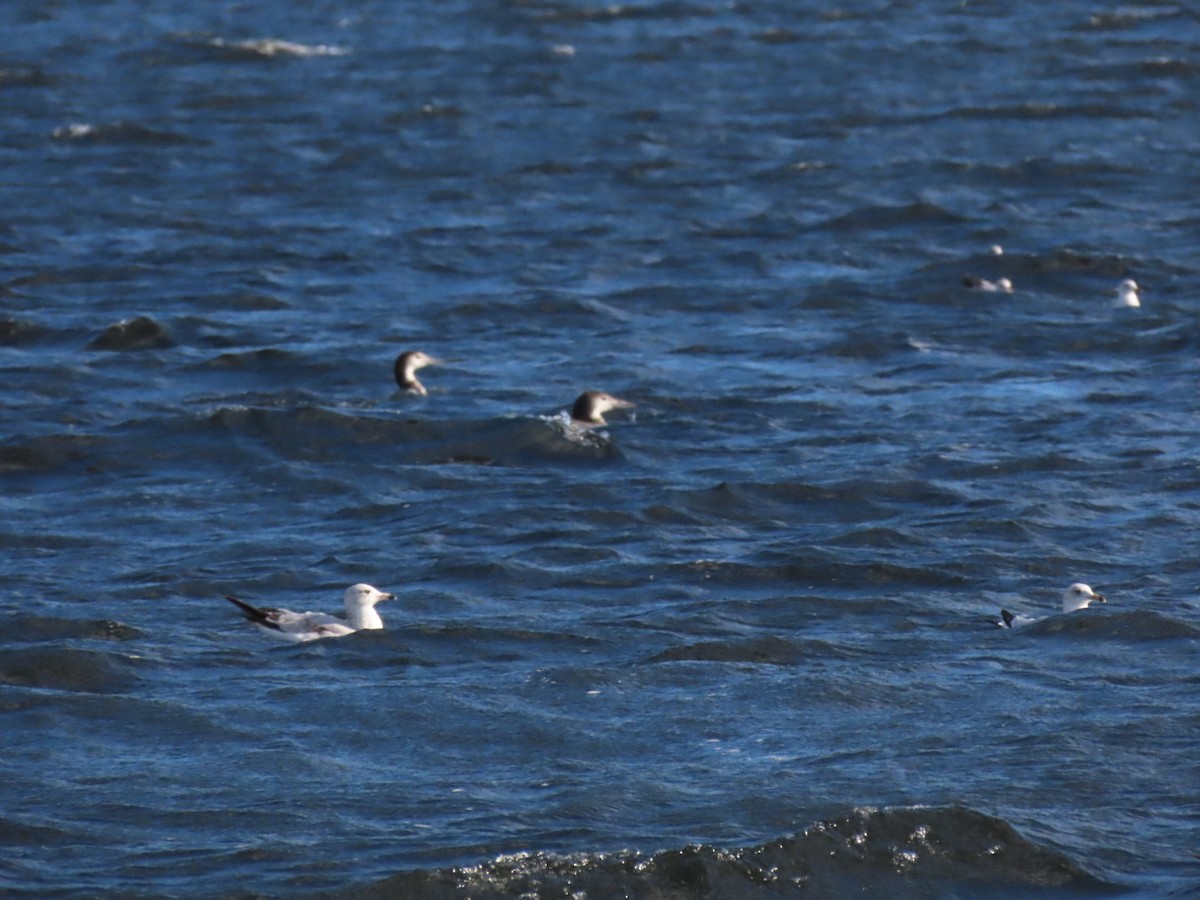 Common Loon - ML646973611