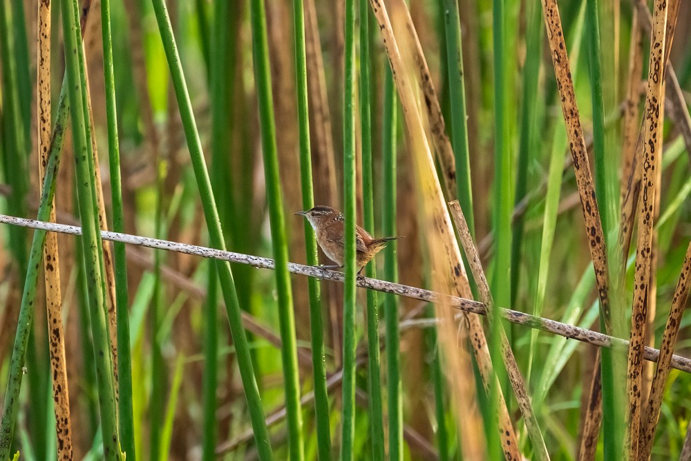 Zingira-txepetxa - ML646973623