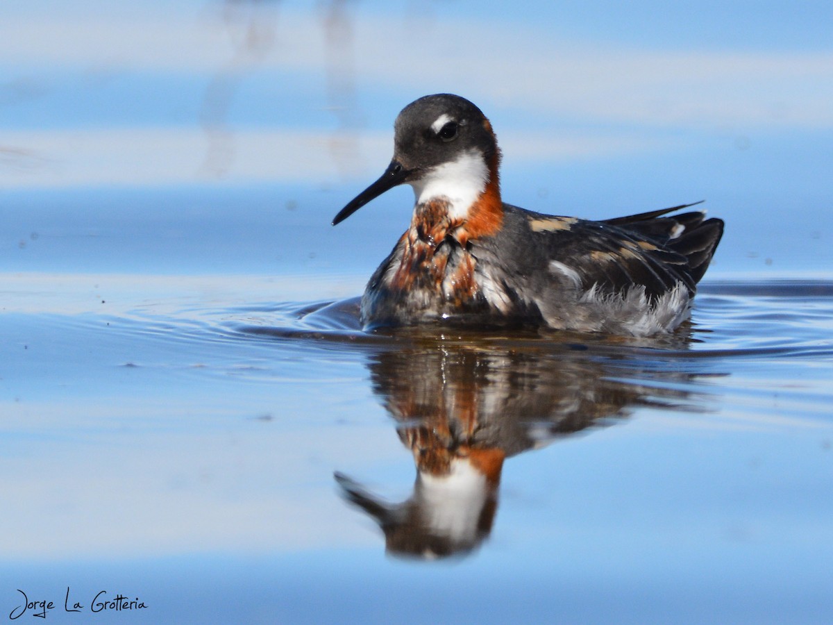 Red-necked Phalarope - ML646973626