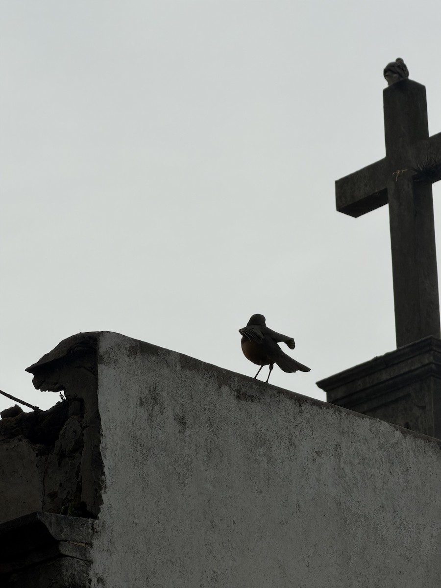 Rufous-bellied Thrush - ML646973627