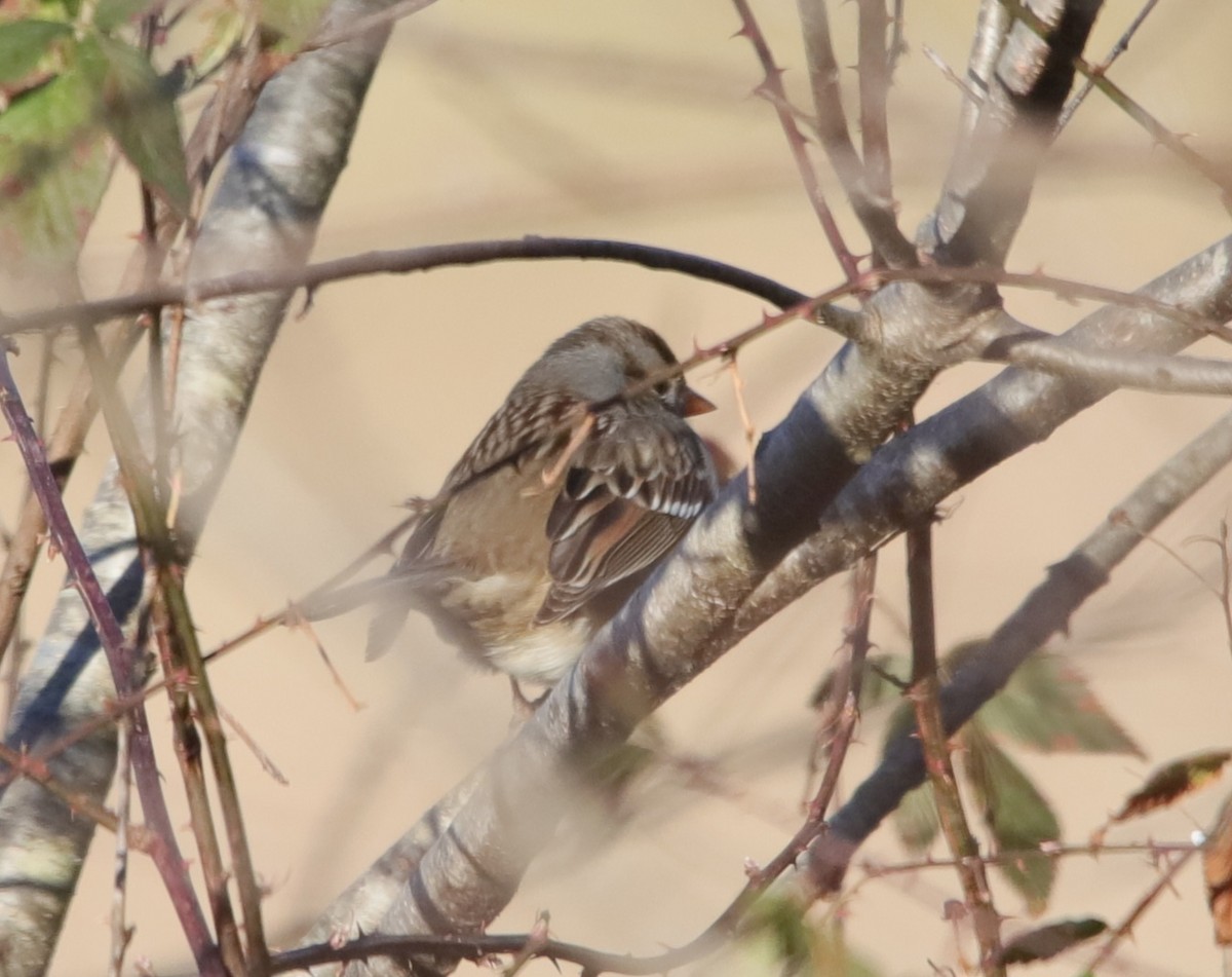 White-crowned Sparrow - ML646973635