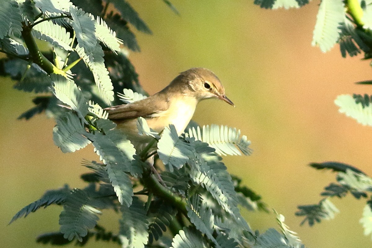 Steppenspötter - ML646973636