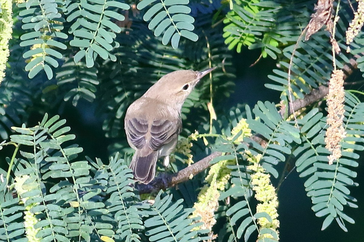 Steppenspötter - ML646973637