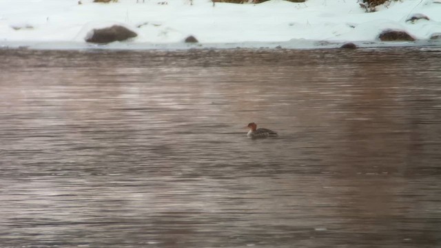 Red-breasted Merganser - ML646973642