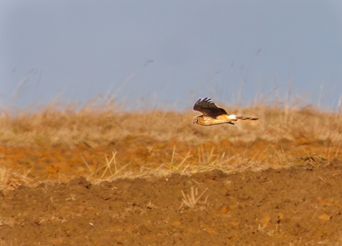 moták pilich - ML646973643