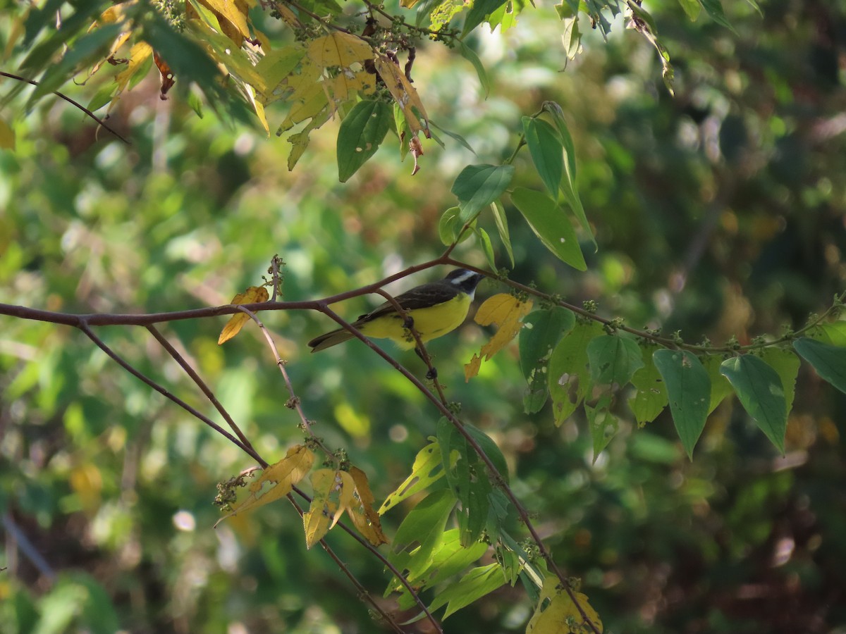 Social Flycatcher - ML646973644