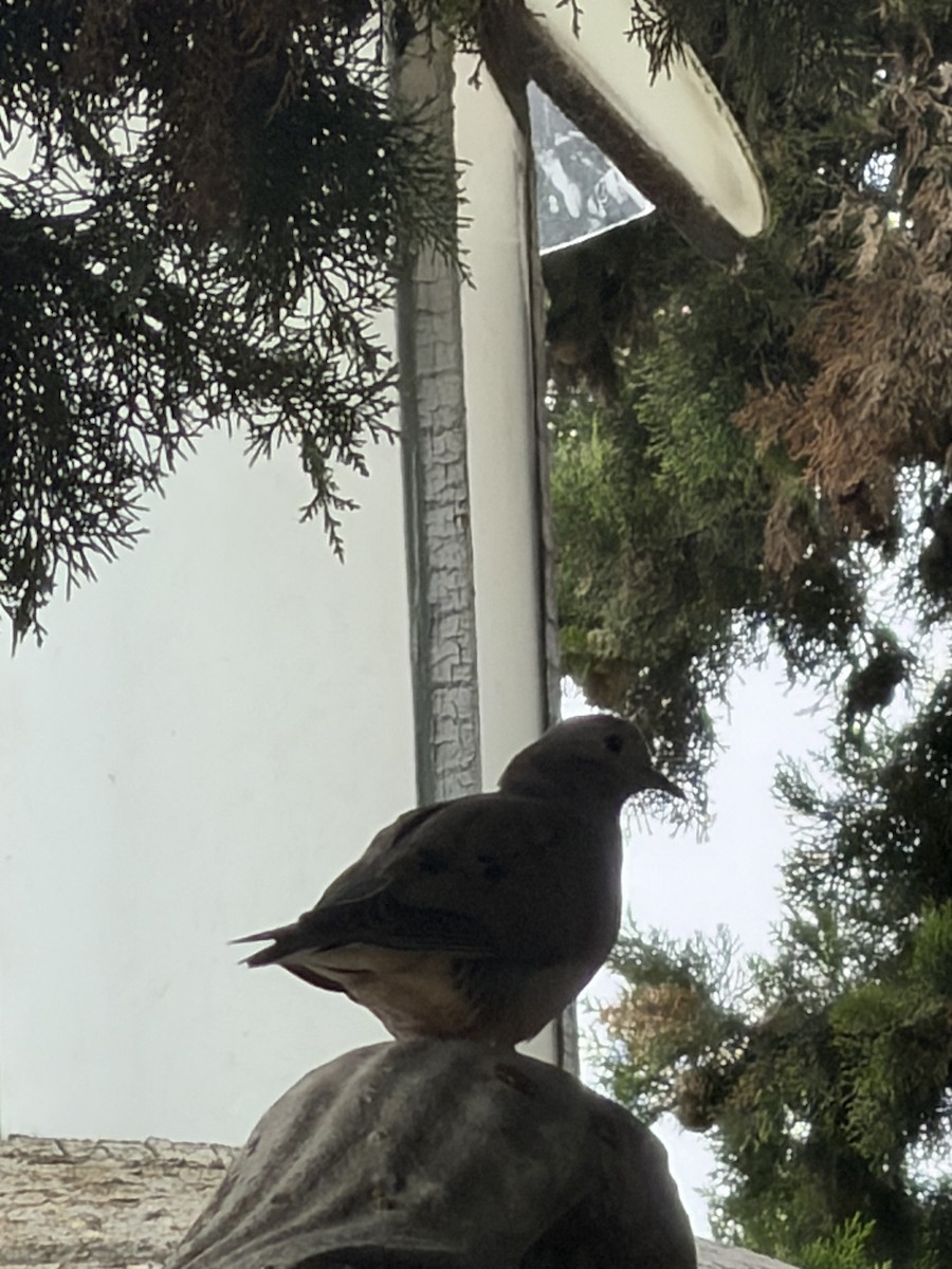 Eared Dove - ML646973650