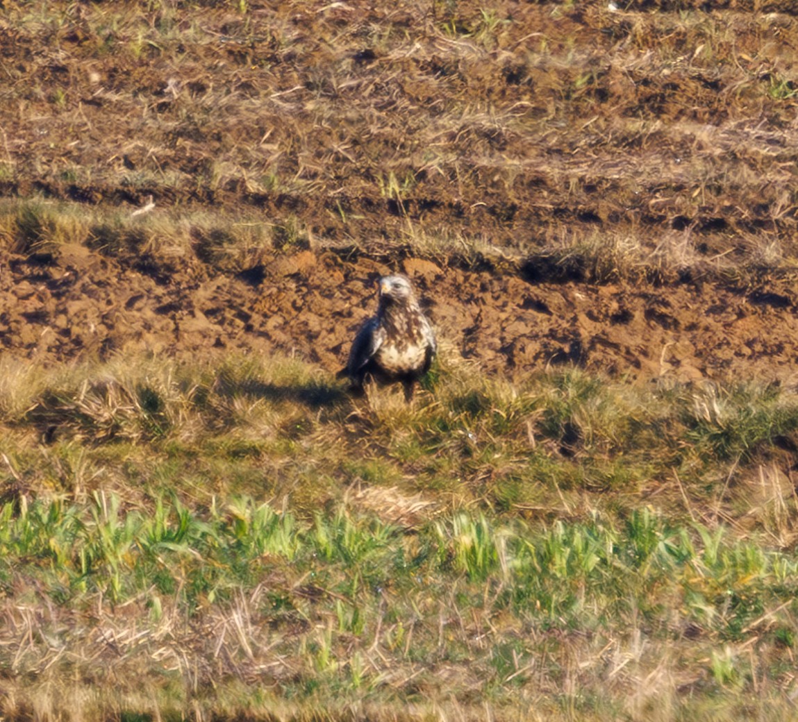 עקב מכנסיים - ML646973653
