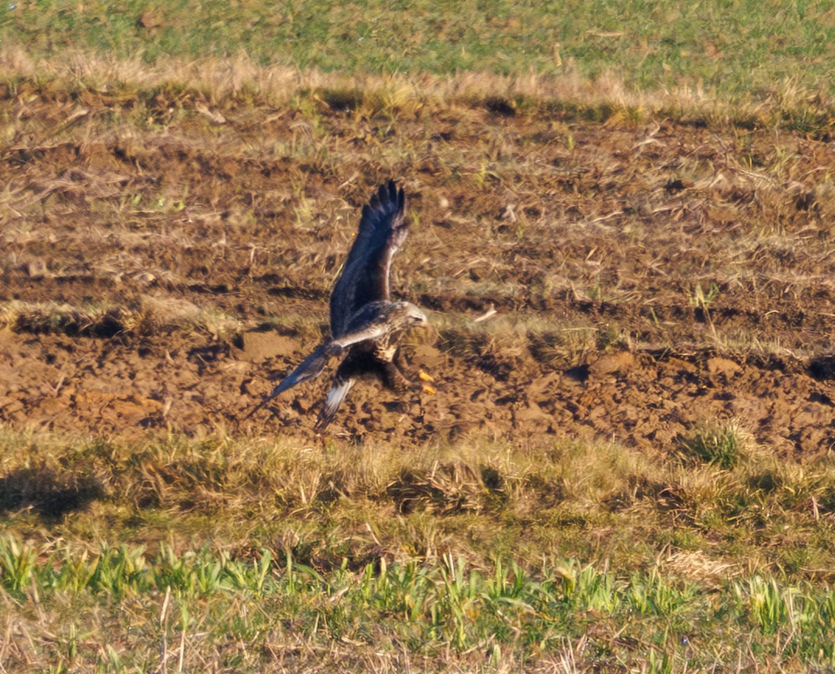 עקב מכנסיים - ML646973654