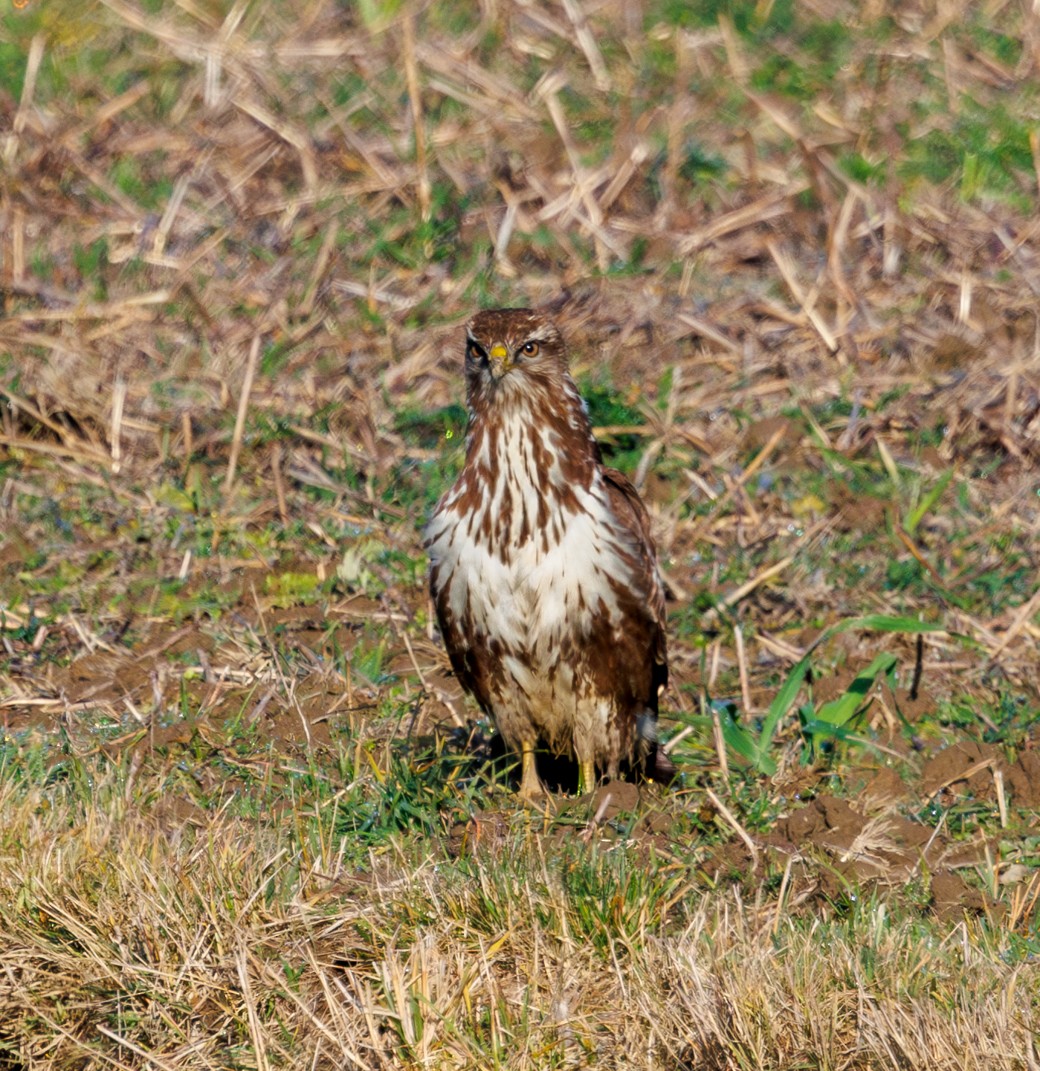 עקב חורף - ML646973657