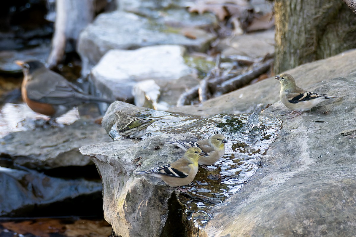 Pine Siskin - ML646973659