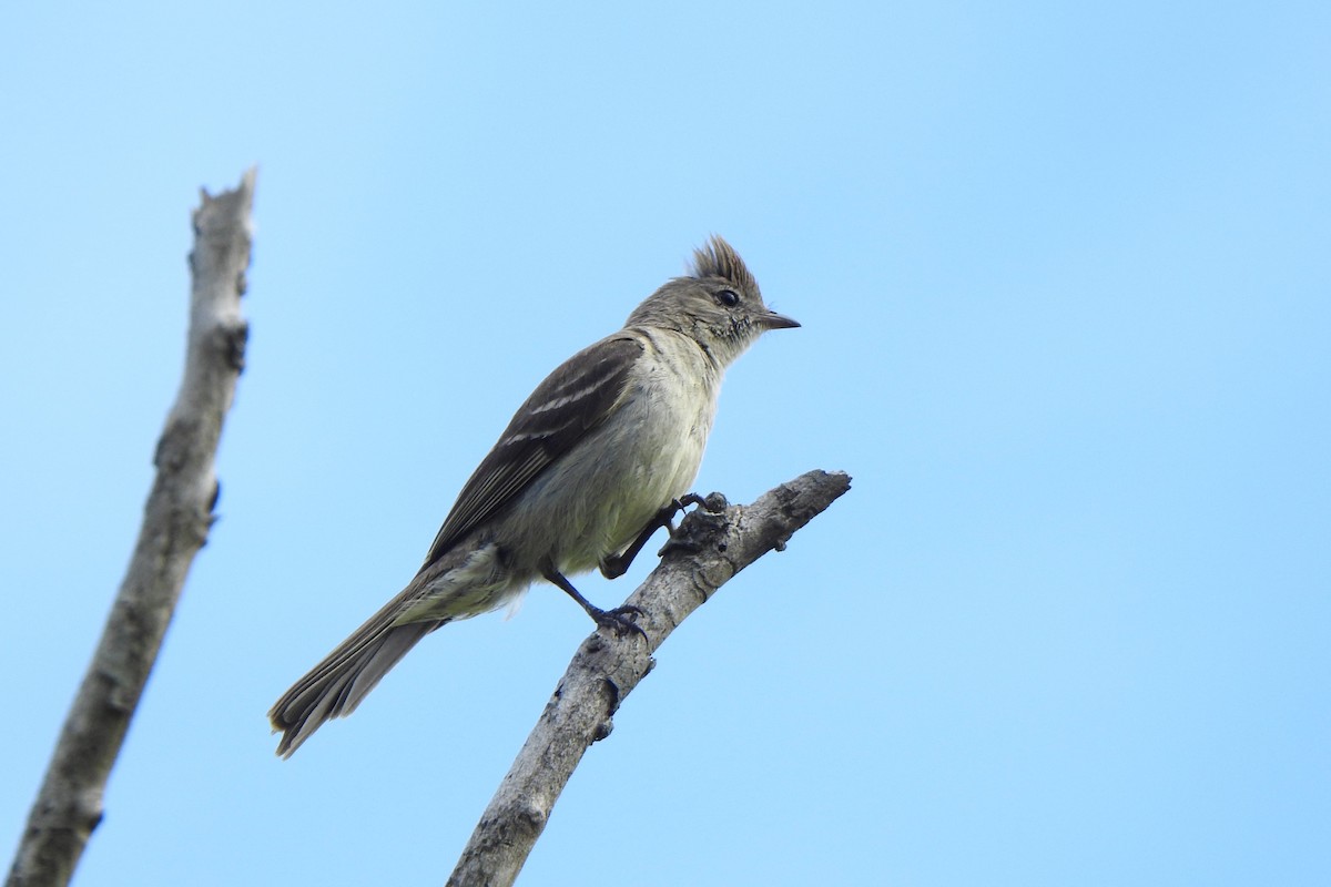 Желтобрюхая эления - ML646973660