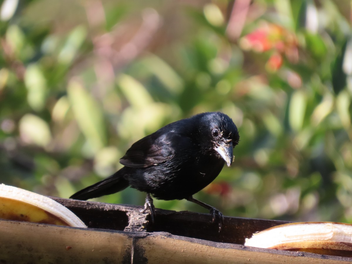 White-lined Tanager - ML646973662