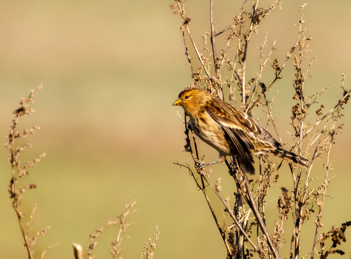 תפוחית הרים - ML646973667