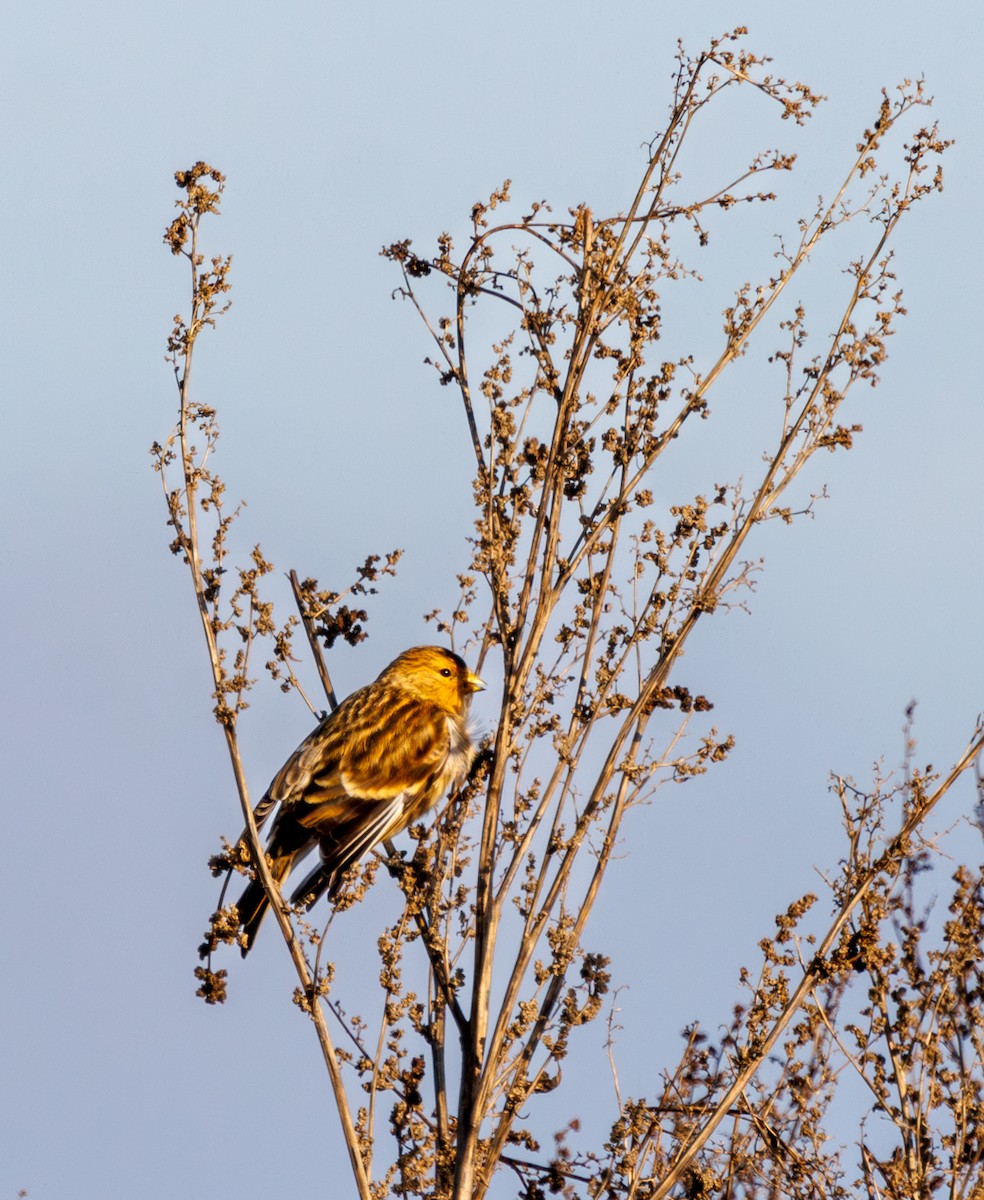 תפוחית הרים - ML646973668