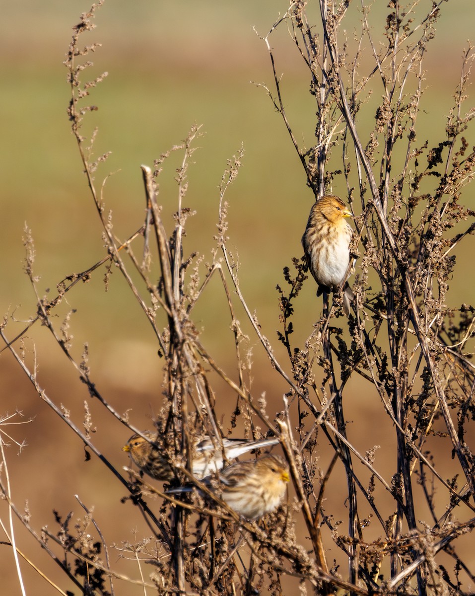 תפוחית הרים - ML646973669