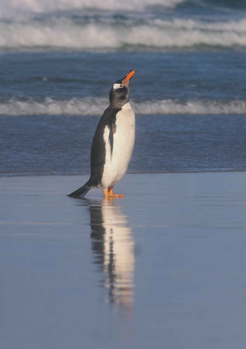 Gentoo Penguin - ML646973670