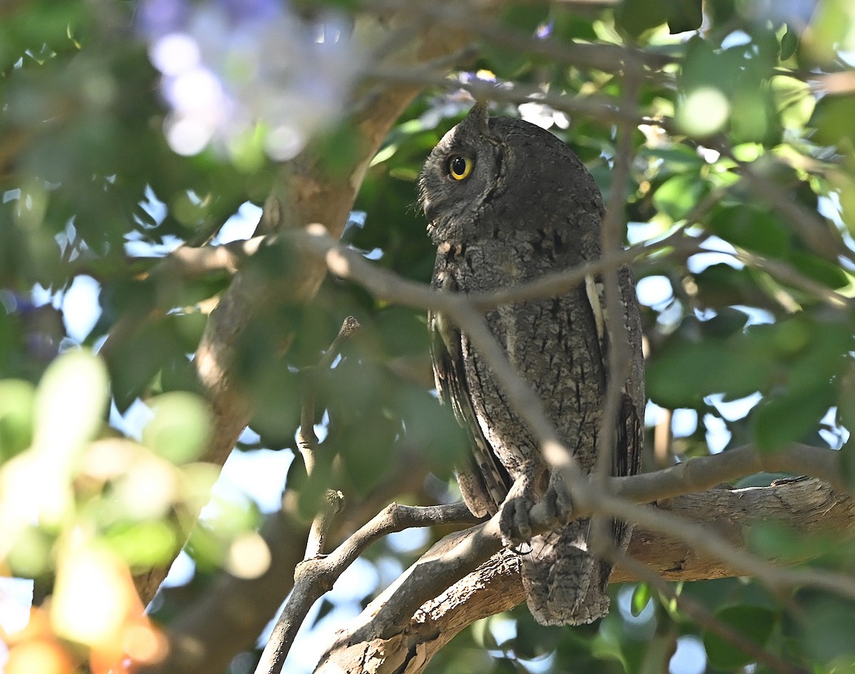 Apo-hontz arrunta - ML646973671