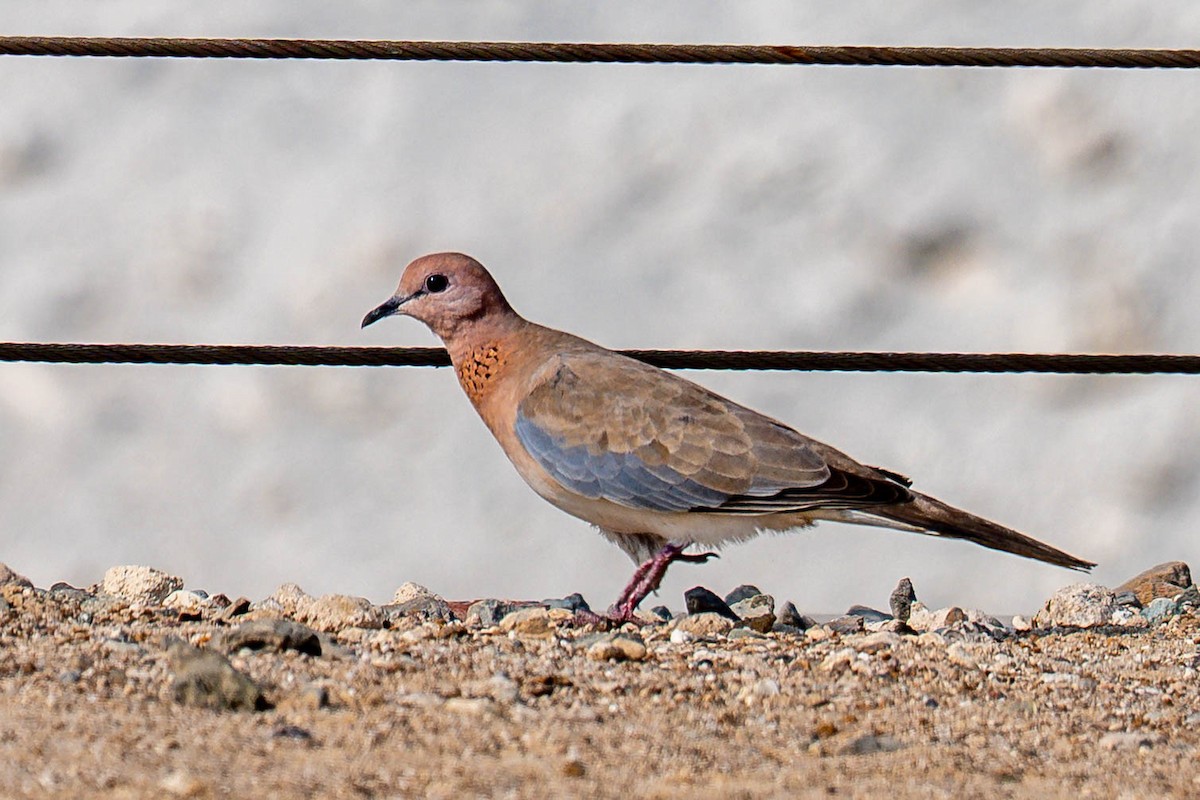 Горлиця мала - ML646973685