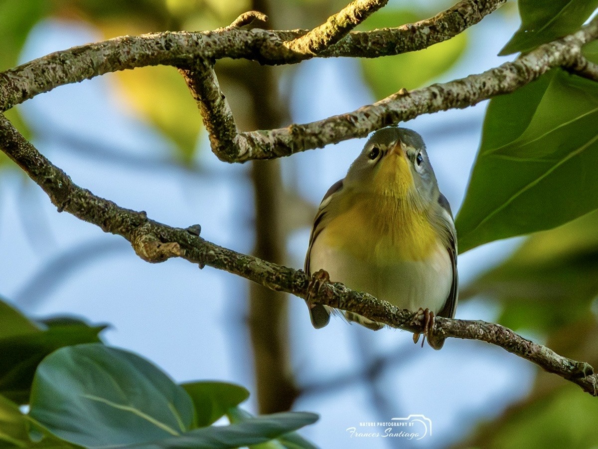 Northern Parula - ML646973687