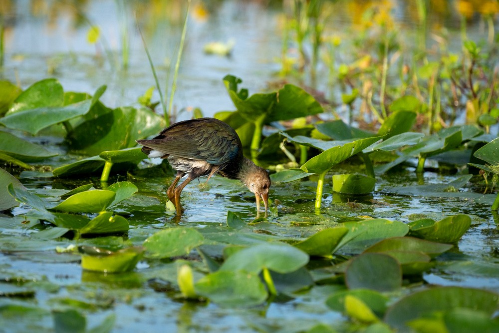 Uroilo urdin amerikarra - ML646973690