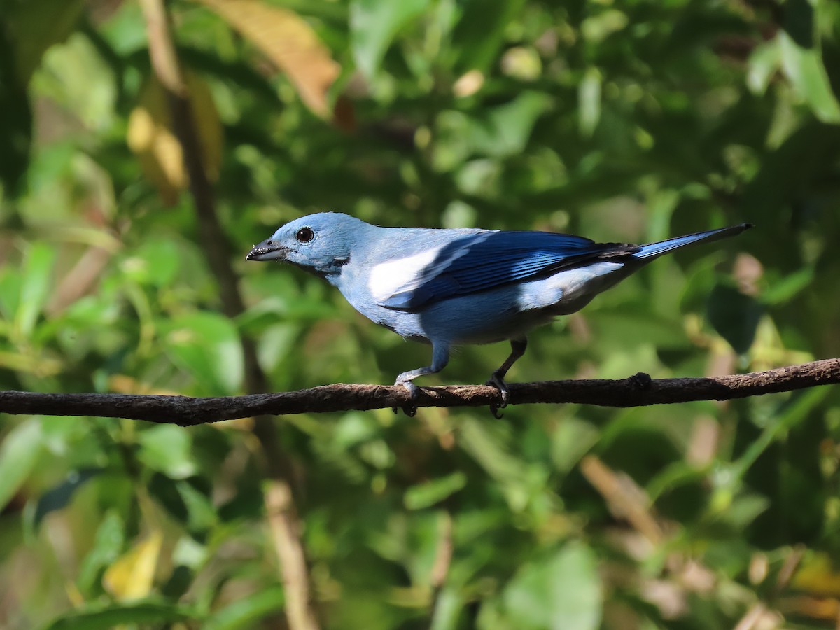 Blue-gray Tanager - ML646973691