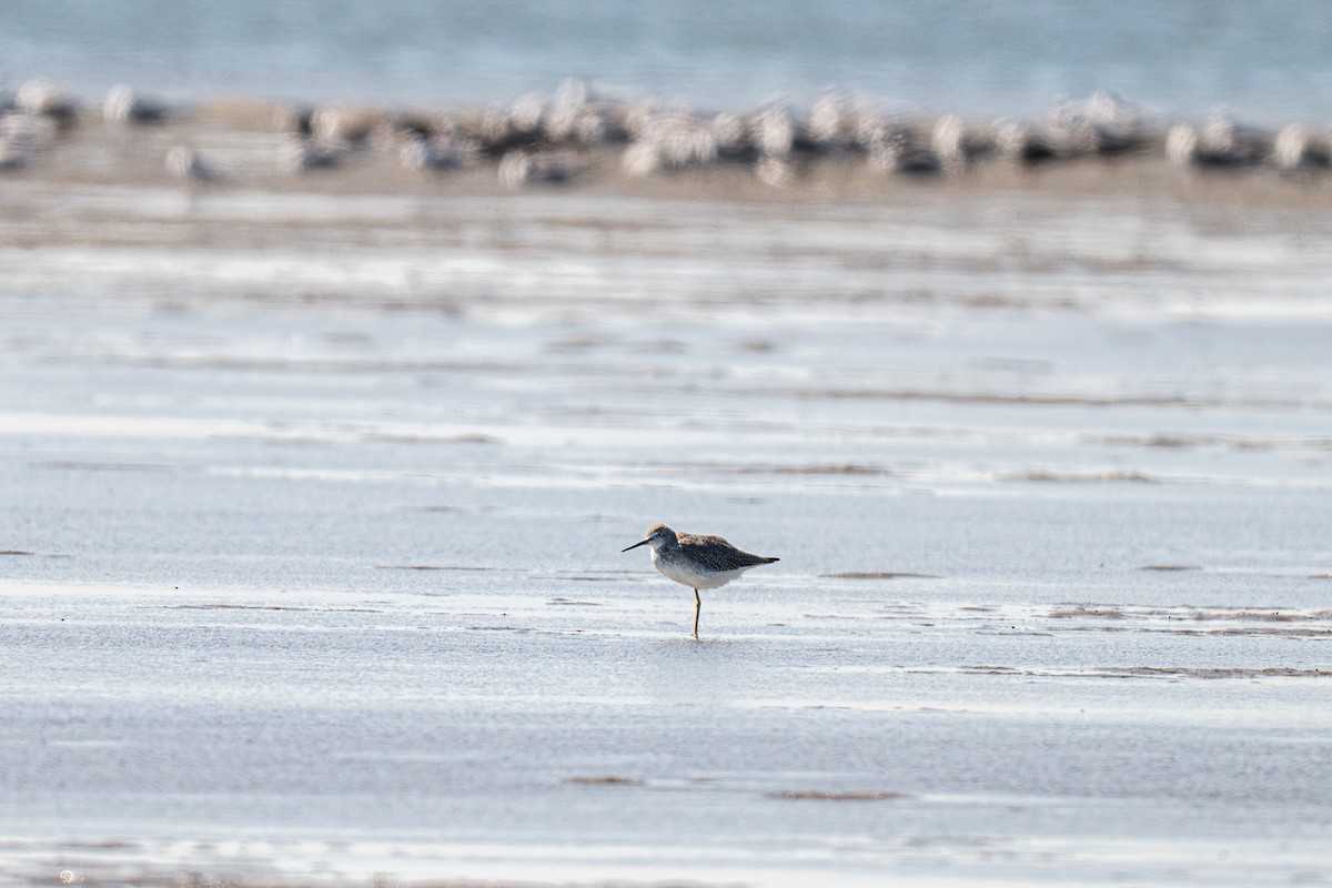 Коловодник строкатий - ML646973692