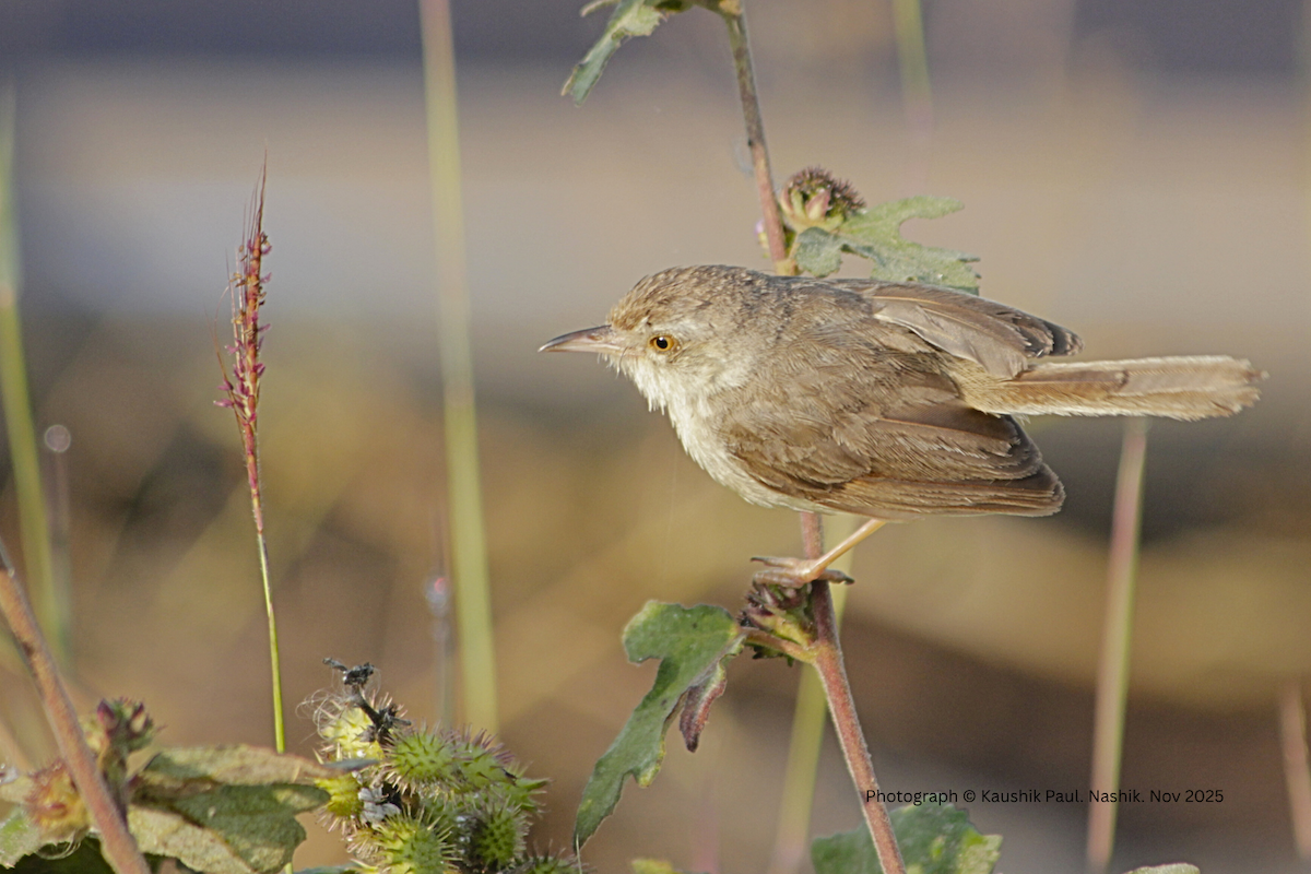 Plain Prinia - ML646973694