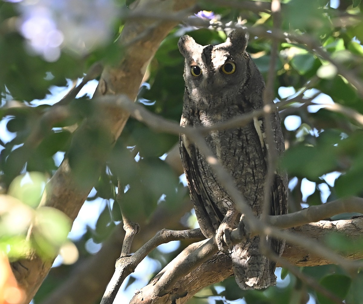 Apo-hontz arrunta - ML646973697