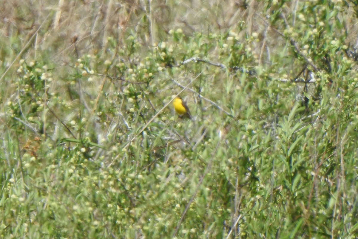 Tordo Amarillo - ML646973698