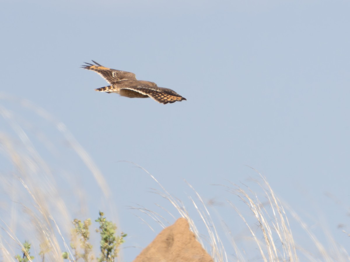 Marsh Owl - ML646973702