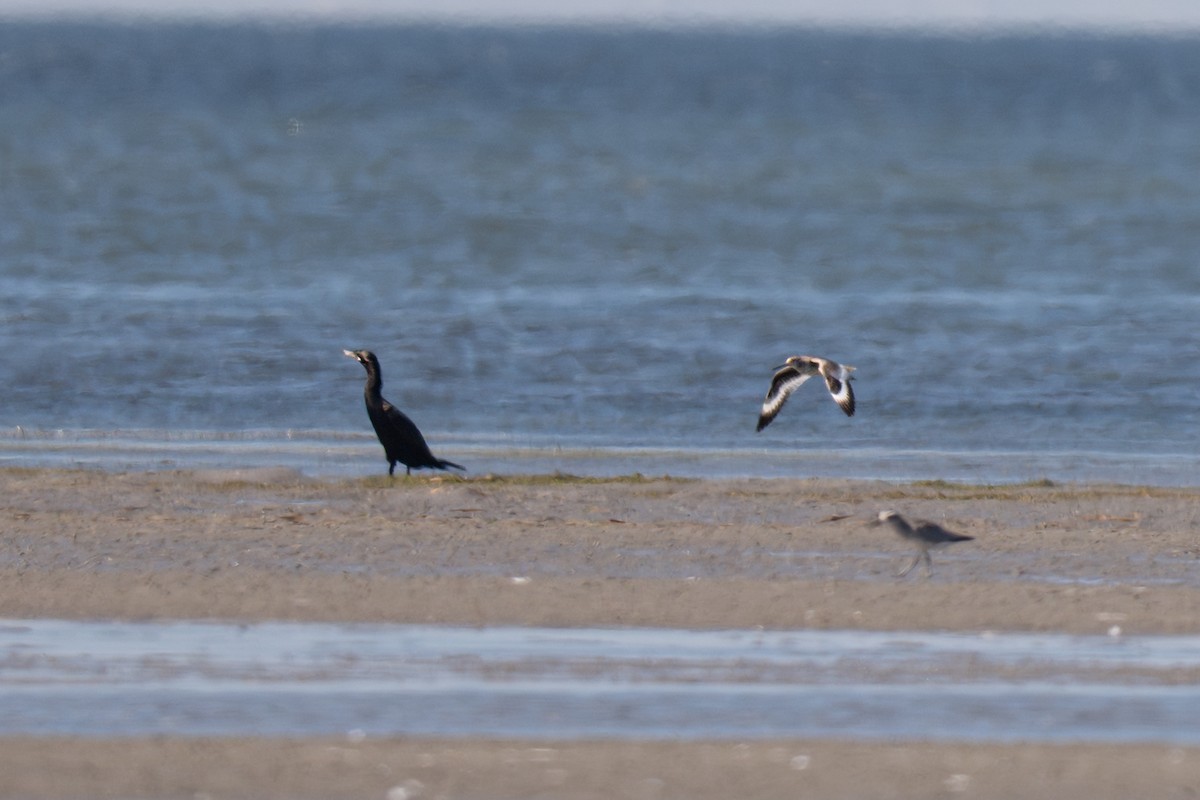 Коловодник американський - ML646973704