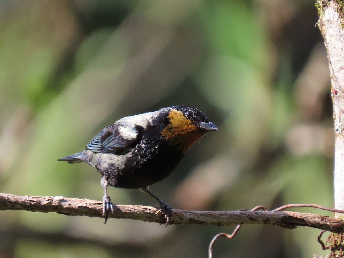 Silvery Tanager - ML646973706