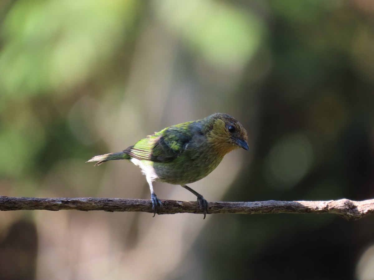 Silvery Tanager - ML646973707